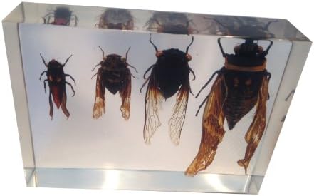 4 Different Cicada in Acrylic Block