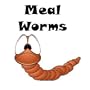 1000ct Live Mealworms Live Pet Food & Bait (Free Shipping)