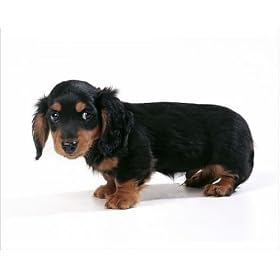 Photographic Prints of DOG - Miniature Long-Haired Dachshund / Teckel Puppy from Ardea Wildlife Pets