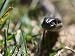 Garter Snake Close-up in Grass, Bothell, WA Photographic Poster Print by Jim Corwin, ...
