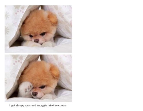 Boo: The Life of the World's Cutest Dog [Hardcover]