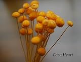 ~Coco Heart~　アマレリー　オレンジ　３０本　（木の実・ドライフラワー）