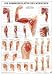 Anatomie Poster - Anatomie Poster - Armmuskulatur des Menschen, Tafel 50 x 70 cm, laminiert L=0: my-fan-page.de