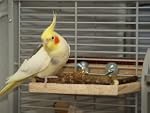 Sitzbrett "L" - ein tolles Vogelzubeh...