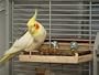 Sitzbrett "L" - ein tolles Vogelzubeh�r f�r den Vogelk�fig. Ersatz f�r Sitzstange