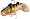 Perch