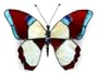 Glass wall adornment, 'Arequipa Butterfly'