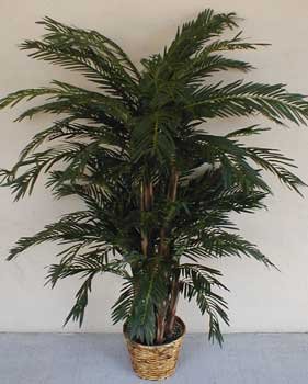 5 1/2' Deluxe Cycas Palm Tree on "Real Wood"