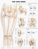 Hip and Knee Anatomical Chart Plastic Styrene