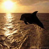 zlauncher the sea downloadable Software