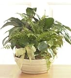 Classic Dish Garden