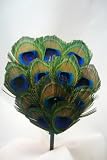 NEW Vivid Peacock Eye Feather Headband, Limited.