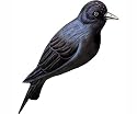 Birdhouse Purple Martin (Bird Houses) (Purple Martin)