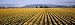 Daffodil Fields, Mount Vernon, Washington State, USA Photographic Poster Print by Panoramic Images , 40x120