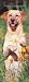 Labrador Retrievers, Yellow 2008 Slimline Calendar
