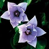 Double Lavender Balloon Flower - Platycodon - 25 Plants - B0013CN6A0