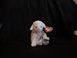 Ty Beanie Babies Lullaby the Lamb May 17, 2002