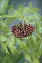 'Adams' Elderberry Perennial Shrub - Sambucus