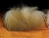 Hareline: Lemon Wood Duck Feathers