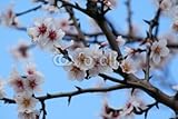 IMAGE OF Wallmonkeys Peel and Stick Wall Decals - Amandier - 18