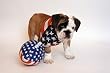 All-American Bulldog - Beautiful 16"x20" Photographic Print by Carol M. Highsmith