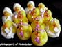 One Dozen (12) Mini SPA Rubber Duckie Ducky Duck Party Favors