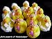 One Dozen (12) Mini SPA Rubber Duckie Ducky Duck Party Favors