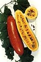 Cassa Banana Fruit Vine 10 Seeds - Sicana odorifera