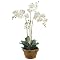 Phalaenopsis Orchid in Terra Cotta Pot - 36"