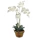 Phalaenopsis Orchid in Terra Cotta Pot - 36