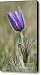 Spring Crocus Canvas Print / Canvas Art - Artist Royce Howland