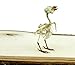 Real Taxidermy Bird Skeleton | Eurasian Tree Sparrow (Passer montanus) Specimen 3