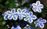 Starry Eyes Omphalodes Hardy Perennial -SHADE- Potted