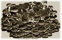 The Shiitake Mushroom Garden Patch- Indoor/Outdoor Mushroom Growing Kit - Grow Edible Mushrooms & Fungi. Easy & Fun Mush Room Grow Kits
