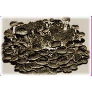 The Shiitake Mushroom Patch - Indoor / Outdoor Mushroom Growing Kit - Grow Your Own Edible Mushrooms & Fungi. Easy & Fun Mush Room Growing Kit - Grow Shitake Mushrooms for Cooking Ingredients. Great Gift Idea for a Cook.
