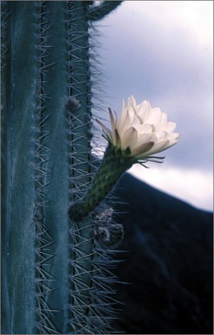 The Cactus Family