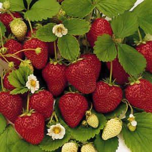 strawberry bearing june plants organic jewel strawberries garden growing varieties grow tips plant zone roots grown bare pack different types