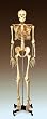 Budget Bucky Anatomical Skeleton Model CH10 With Stand