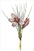 Saffron Crocus (bot. Crocus sativus) Art Print Poster by Pierre-Joseph Redoute