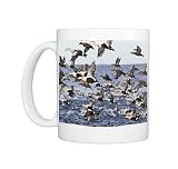 Flock of King Eiders Somateria spectabilis a a few Common Eiders taking off Photo Mugs