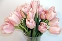 20 Premium Pink Cut Tulips Fresh Flowers