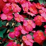 Impatiens Seeds - Impatiens Sunrise Hybrid