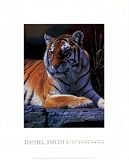 Bengal Tiger by Daniel Smith. CANVAS with 3/4 inch bars. 9.97 inches width by 12.98 inches height. Highest Quality Art Poster Print