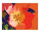 The Animated Lily Still Life Photographic Poster Print by michelle chapman, 20x16