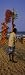 Man Selling Novelty Items on the Beach, Marina Beach, Chennai, Tamil Nadu, India Art Photographic Poster Print by Panoramic Images, 8x24