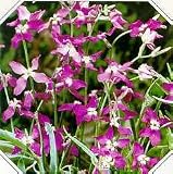 Organic Night Scented Stock 50 Seeds - Matthiola bicornis