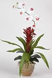 Single Star Bromeliad / Orchid Combo Silk Plant - White - B000I6KYEI