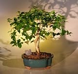Bonsai Boy's Flowering Surinam Cherry Bonsai Tree eugenia uniflora