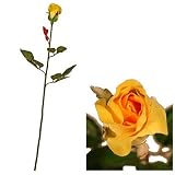 Review i-koncepts Ltd  / Closed Bud Rose - Yellow - Artificial Flower