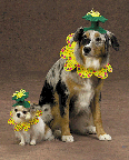 Flower Power Costume (Size Large)